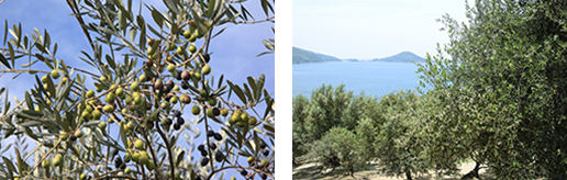 香川の県木「オリーブ」